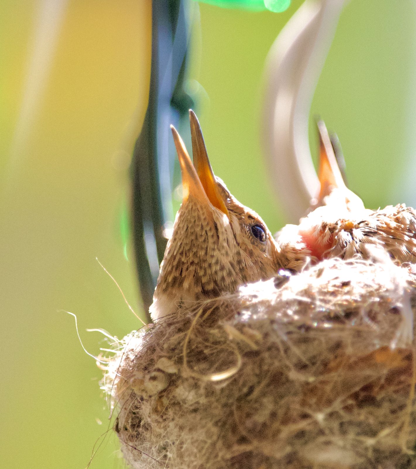 A young hummingbird chick in the nest with its beak wide open, waiting to be fed
