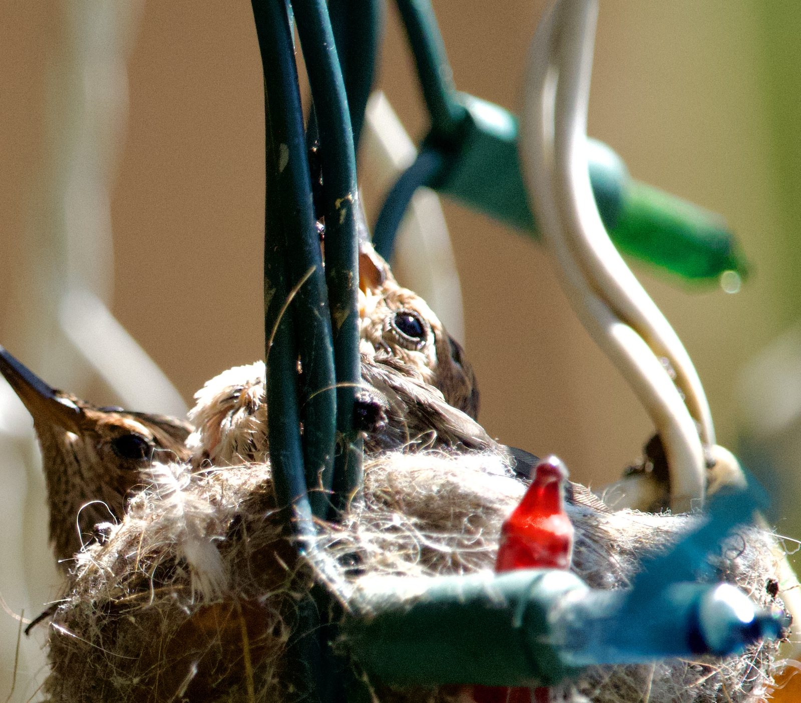 A hummingbird chick nestled in the nest among the patio light wires, looking out