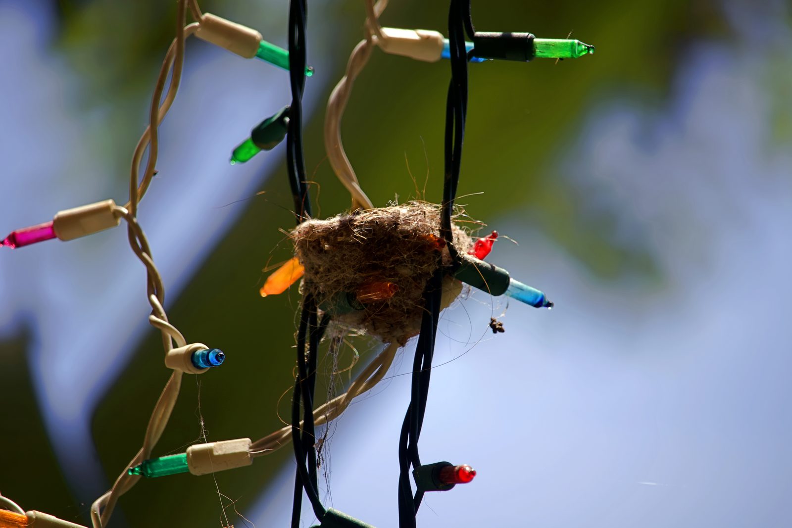 The empty hummingbird nest still wedged in the patio Christmas lights after the chicks have flown