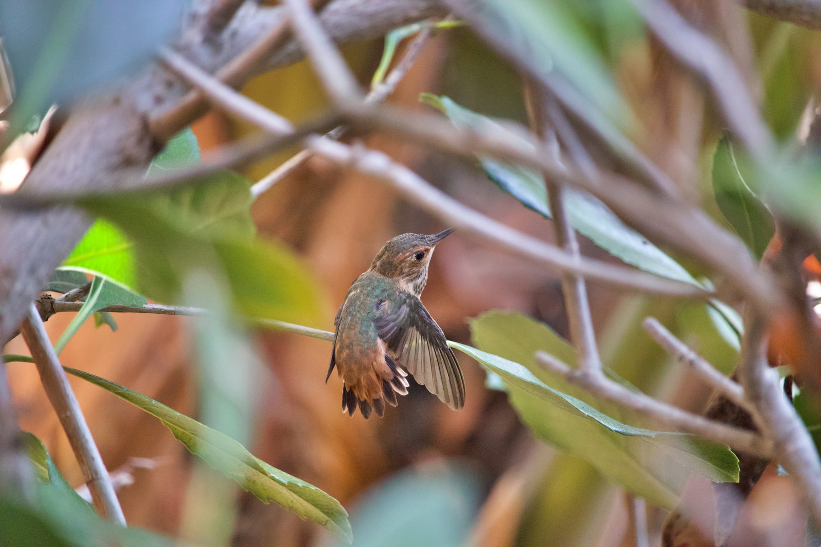 A young hummingbird on a branch with its wings spread wide, about to take off