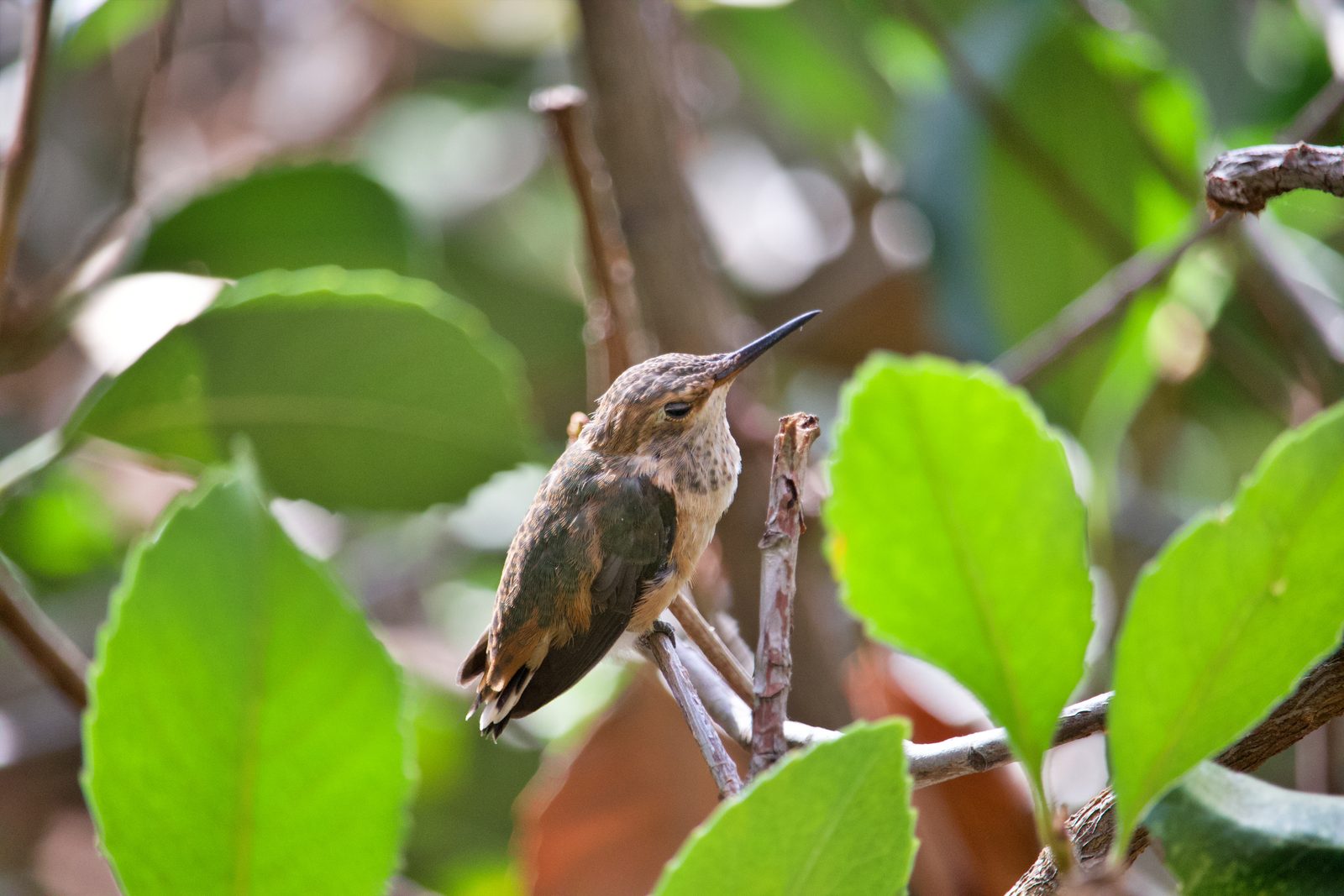 A young hummingbird resting on a branch with its eyes closed, surrounded by leaves