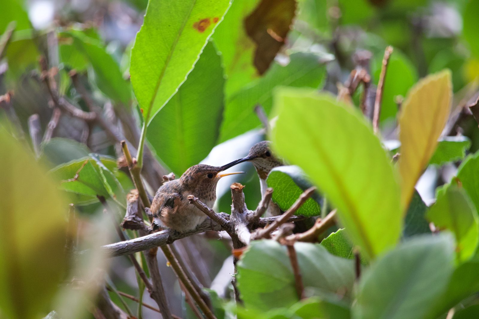 Two young hummingbirds perched among green leaves and branches, one with its beak open