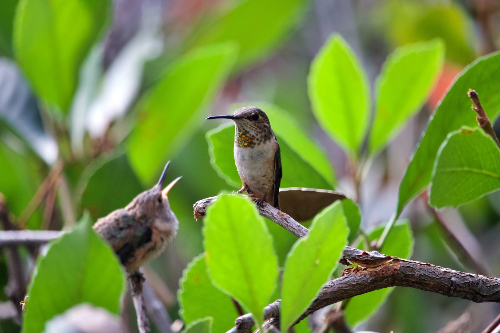 An adult hummingbird perched on a branch beside a young fledgling that is begging with an open beak