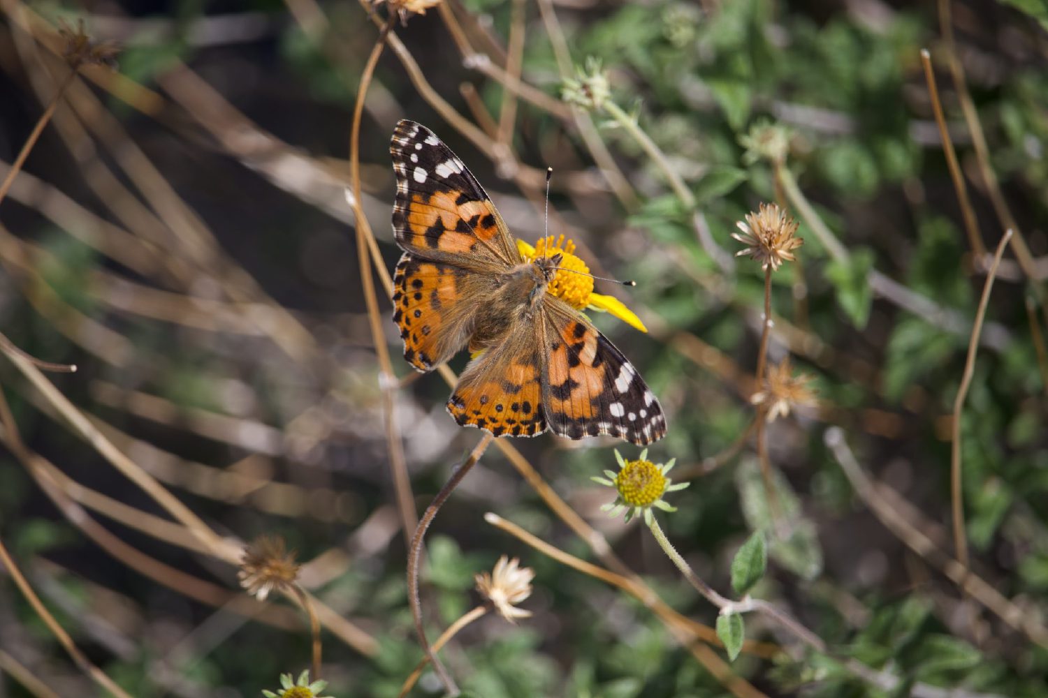 Painted Lady butterfly with orange and black wings feeding on a wildflower during the Mojave spring bloom